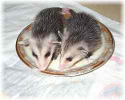 Opossum babes