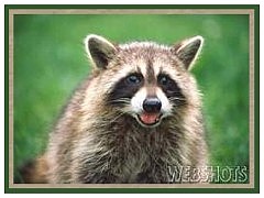 Raccoon