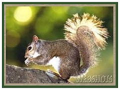 Squirrel