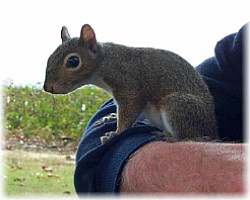 Eastern Grey Squirrel