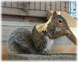 Eastern Grey Squirrel