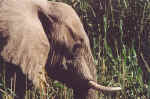 Deep thoughts - Elephant at Namutomi, Etosha - Namibia