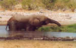 Elephant's Bath - Etosha, Namibia