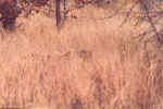 Leopard in Etosha, Namibia