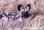 Wild Dog - (c) Mark Barrette