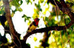 Red-collard barbet in Okavango Delta, Botswana