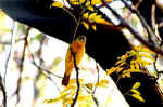 Anyone knows what I am?  - Okavango, Botswana