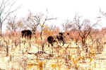 Farming - Elephants in Chobe, Botswana