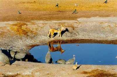 Sharing the earth