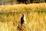 Leechwe in Chobe, Botswana
