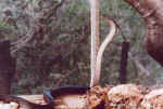 My favorite snake, and the most dangerous:  a black mamba - Mokuto Repitle Park near Etosha, Namibia