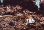 Butterfly feeding on soil minerals, Namibia - Click to enlarge