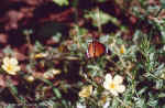Busy butterfly at CCF, Namibia