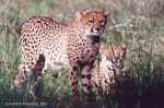 Cub face