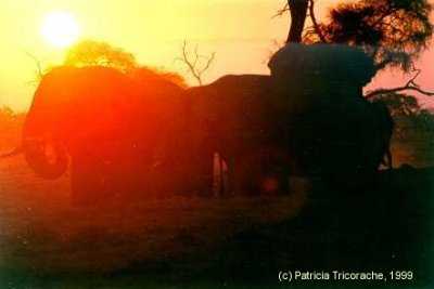 Elephants in the sunset