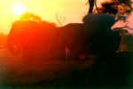 Sunset with elephants in Chobe, Botswana