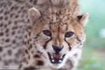 Ferocious look