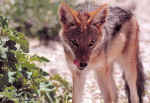 Jackal in Etosha, Namibia