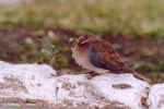 Laughing Dove in Etosha, Namibia