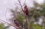 Whitebacked mousebirds in Windhoek, Namibia