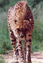 Wild Boy - Now Cincinnati resident