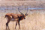 Reedbuck in Chobe, Botswana