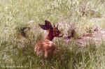 Male steenbok in Etosha, Namibia