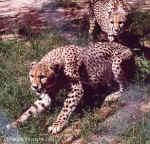 The Wild Cubs being naughty