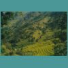 Rice Terraces