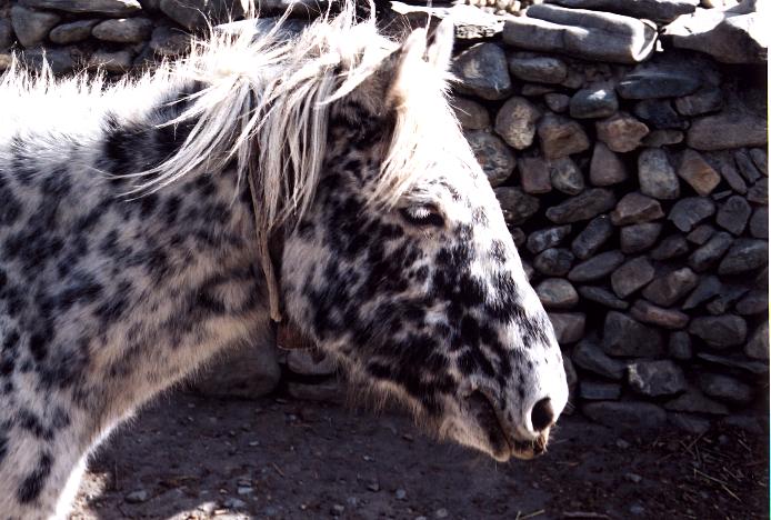 donkey