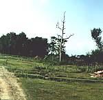 path through the jungle