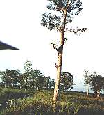 spotters in a tree