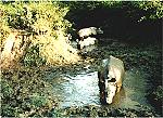 rhinos in the mud