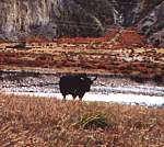 Yak in Manang district 66kb