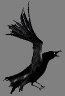 Left Raven