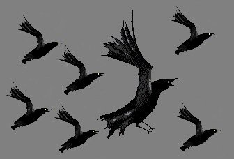 Flight Of Crows