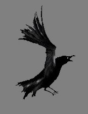 Left Raven