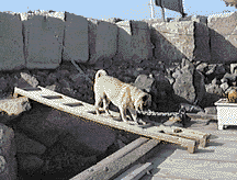 /user/MikBridge1.gif