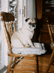 /user/Pug_Miksitting.gif