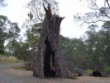 Old gum tree at Bowman Park