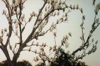 Corellas on dead gum tree