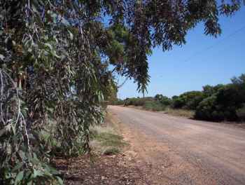 Binny Road with vegetation