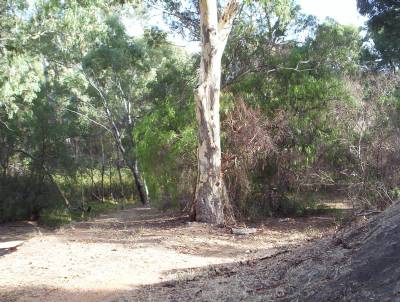 Pepper trees, April 2004