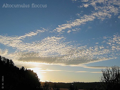 Altocumulus floccus