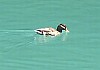 July-August 2006 - It's a duck's life ...
