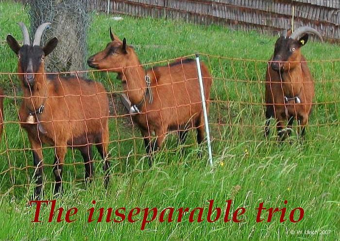 The inseparable trio