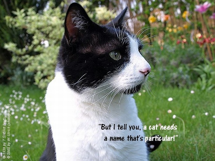 'But I tell you, a cat needs a name that's particular' (Petu pondering over His name and the world)