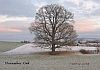 November 2003 - November oak