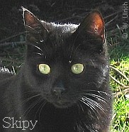 Skipy, died from Feline Infectious Peritonitis (FIP) in 2008 but lives on in our hearts