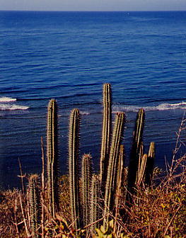 cacti